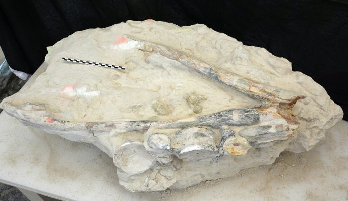 Une découverte paléontologique remarquable en Anjou : un grand prédateur marin âgé de 90 millions d’années
