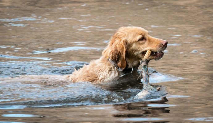 Plusieurs chiens intoxiqués par des cyanobactéries dans la Loire