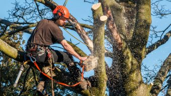 Travaux d’abattage d’arbres sur les boulevards du centre-ville