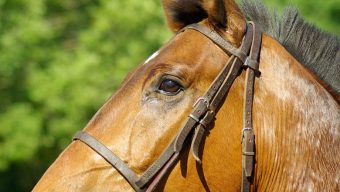 La FDSEA et les JA de Maine-et-Loire dénoncent « les mutilations faites aux chevaux »