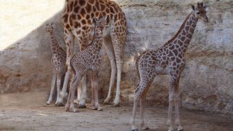 Naissance exceptionnelle d’un 3ème girafon au Bioparc de Doué-la-Fontaine
