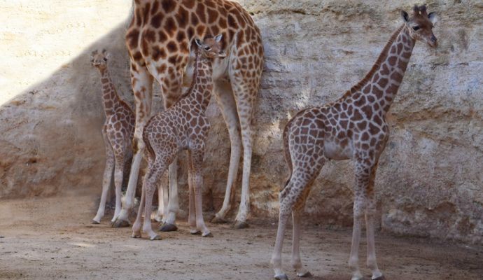 Naissance exceptionnelle d’un 3ème girafon au Bioparc de Doué-la-Fontaine