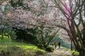 Fête des cerisiers Hanami - Parc Oriental de Maulevrier