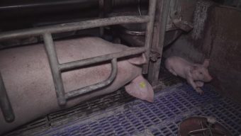 L’association L214 dénonce des maltraitances dans un élevage de cochons du Maine-et-Loire