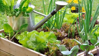 220 000 € pour soutenir les projets de jardins partagés et d’agriculture urbaine en Maine-et-Loire
