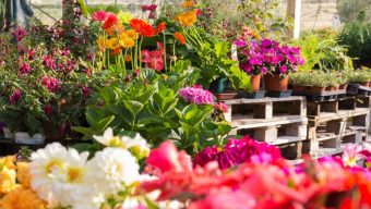 Le Département offre 400 bouquets de fleurs et 1200 jardinières aux Ehpad de Maine-et-Loire