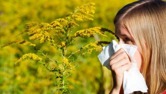 Allergie aux pollens : alerte rouge pour le Maine-et-Loire