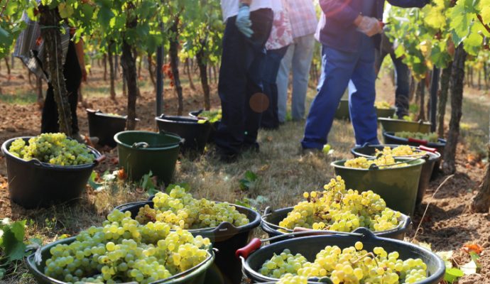 Les métiers de la viticulture à découvrir le 25 août dans le Maine-et-Loire