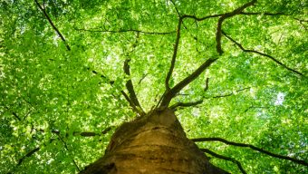 À quoi va servir la Charte de l’arbre signée par la ville d’Angers ?