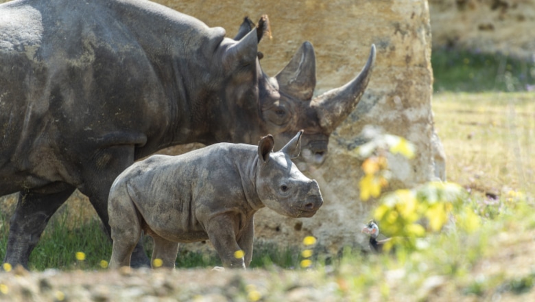 rhinocéros Bioparc